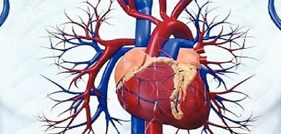 رحلتنا عبر الجهاز القلبي: موقعه، تركيبه، ووظائفه