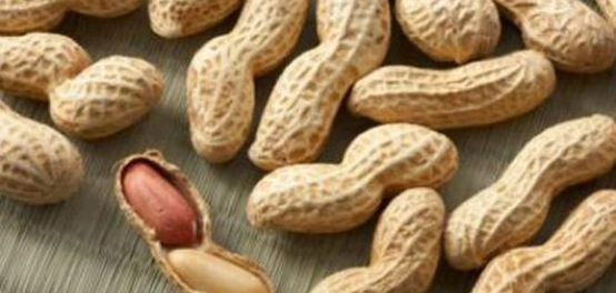 أصل الفول السوداني: من أين جاء هذا البقول؟