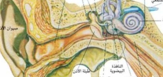 موقع عظمة الركاب ودورها في عملية السمع