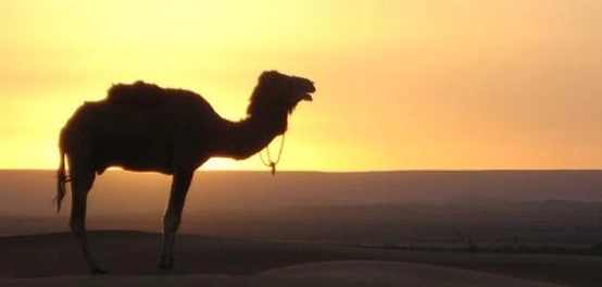 أبو لهب وأبو جهل: تاريخ عدائهما للإسلام