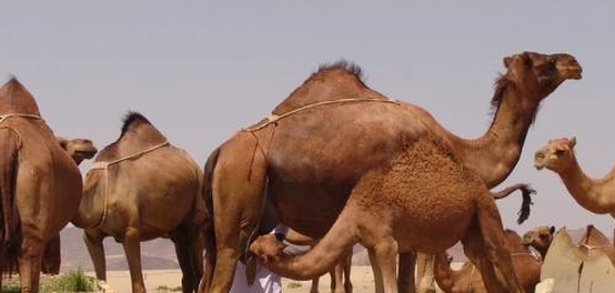 صغير الجمل: كل ما تحتاج معرفته عن الجمال وتكيفها