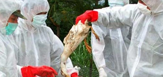 إنفلونزا الطيور: الأسباب، الأعراض، والعلاج