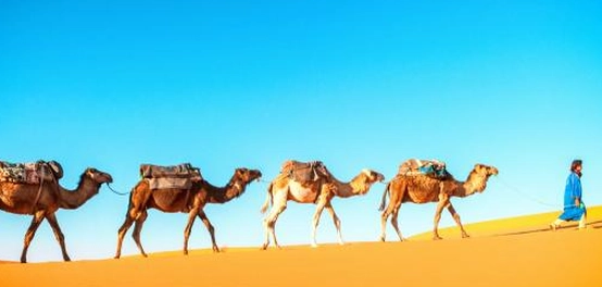 الأسماء المختلفة للجمل وأنواعه ومعلومات عامة