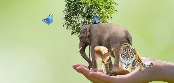 الأخطار التي تهدد التنوع الحيوي وتأثيرها على البيئة