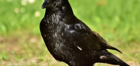 اسم صغير الغراب ودورة حياته