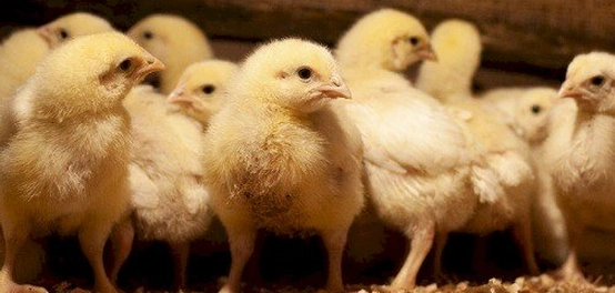 كل ما تريد معرفته عن صغير الدجاج: اسمه، غذاؤه، وتربيته
