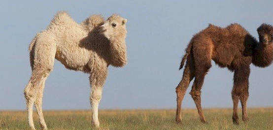 اسم صغير الجمل وكل ما يتعلق به
