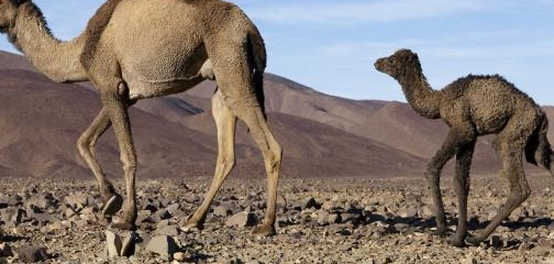 أسماء صغير الجمل ومراحل حياته