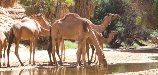 أسماء أنثى الجمل في اللغة العربية
