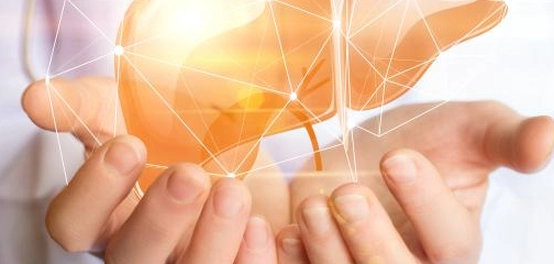 ارتفاع إنزيم الكبد ALT: الأسباب والمستويات