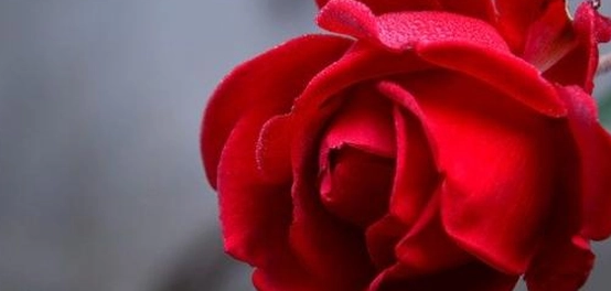 أجمل أبيات الغزل في الشعر العربي