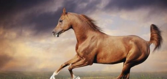 الخيل العربية الأصيلة: تاريخ وأصالة