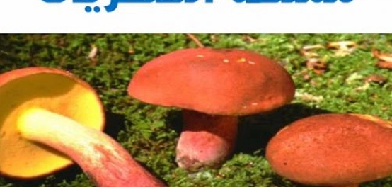 نظرة عامة على عالم الفطريات وخصائصها