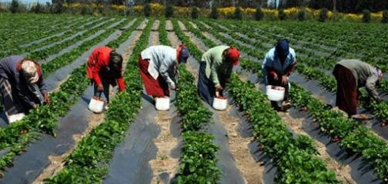 الاستفادة من مياه البحر في المجال الزراعي
