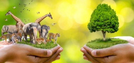 المؤثرات الحية وغير الحية في البيئة