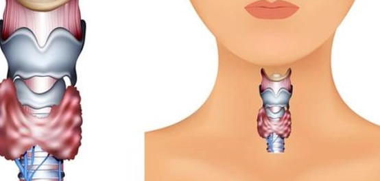 الغدة الدرقية والضعف: نظرة شاملة