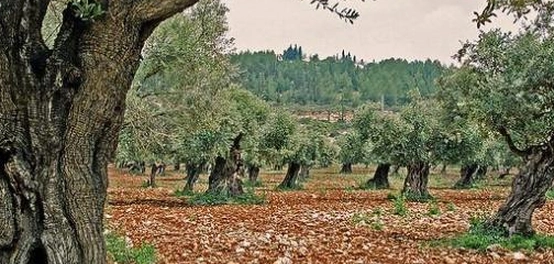 جمال الطبيعة في فلسطين