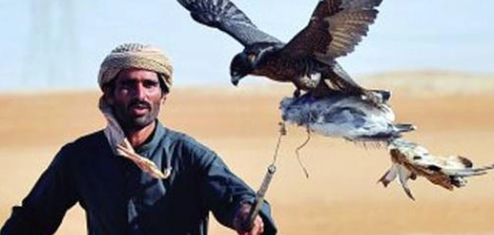 رياضة الصيد بالصقور