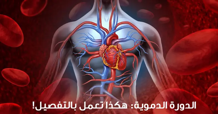 الدورة الدموية: رحلة الدم المذهلة في جسدك وكيف يعمل قلبك بالتفصيل