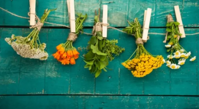 Unlocking Nature&#8217;s Pharmacy: 7 Potent Natural Antibiotics for Your Health