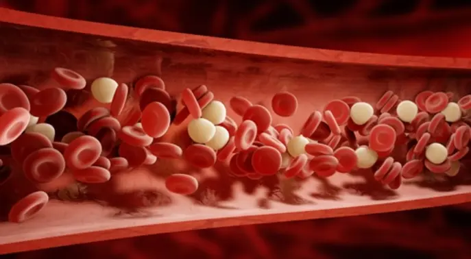 معلومات هامة عن الدم في الجسم: دليل شامل لأهميته ووظائفه الحيوية