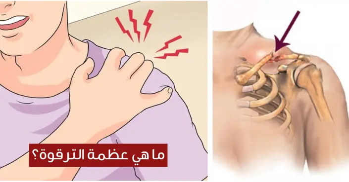 كل ما تريد معرفته عن عظمة الترقوة: الموقع، الوظائف، والمشاكل الشائعة