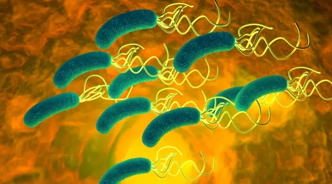 الجرثومة الحلزونية (H. pylori): دليلك الشامل للأعراض، الأسباب، والعلاج الفعال