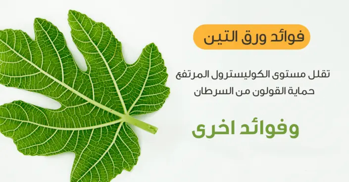 اكتشف القوة الخفية: فوائد ورق التين الصحية المدهشة لصحتك وعافيتك