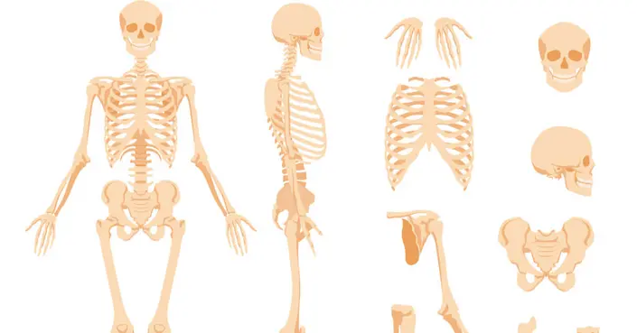 كم عظمة في جسم الإنسان؟ دليل شامل للهيكل العظمي ووظائفه المذهلة