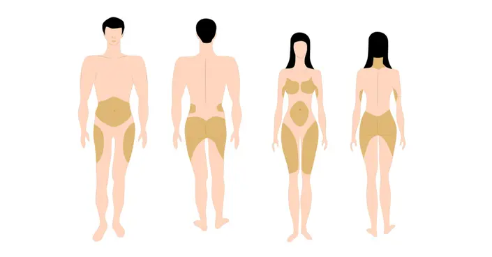 فهم توزيع الدهون في الجسم: دليل شامل لأنواعها وعواملها المؤثرة