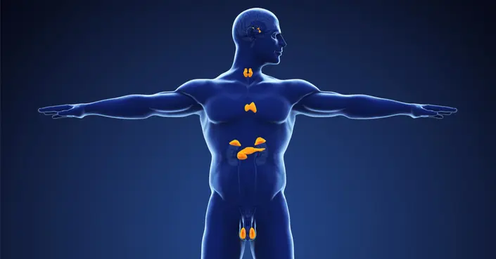 أين توجد الغدد الصماء في جسمك؟ دليل شامل لمواقعها ووظائفها الحيوية