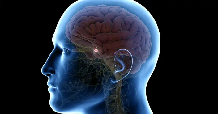 وظيفة الغدة النخامية: الدليل الشامل لأسرار هذه الغدة الرئيسية ومعلومات هامة عنها