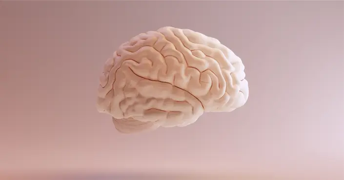 القشرة المخية: دليل شامل لوظائفها، طبقاتها وأهميتها في حياتك اليومية