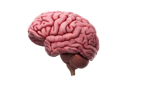 المادة البيضاء في الدماغ: دليل شامل لوظائفها، أمراضها، وطرق تعزيز صحتها