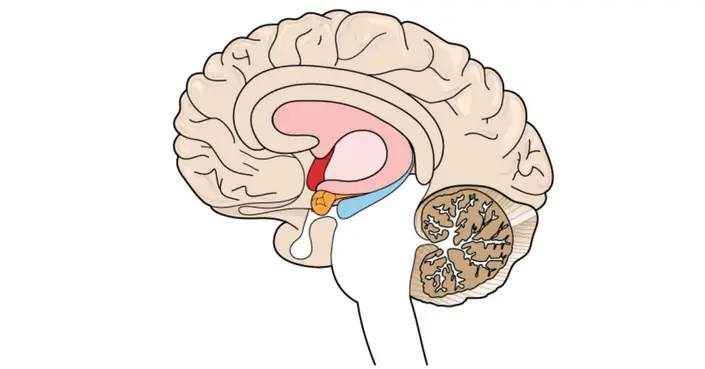 الجزء المسؤول عن الذاكرة في الدماغ: دليل شامل لوظائفها وأمراضها
