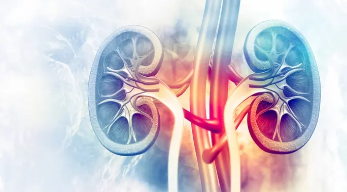 أعراض التهاب الكلى المناعي (IgA Nephropathy): دليلك لفهم المرض والتشخيص