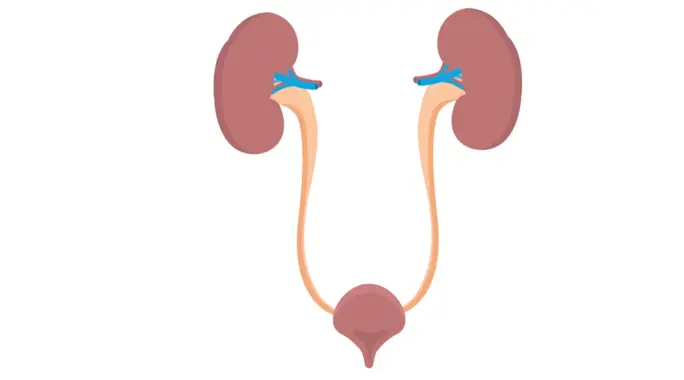 طرق علاج التهاب الحالب: دليلك الشامل للتعافي والوقاية