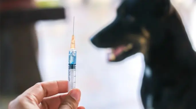 علاج داء الكلب: دليل شامل للوقاية والمضاعفات الخطيرة