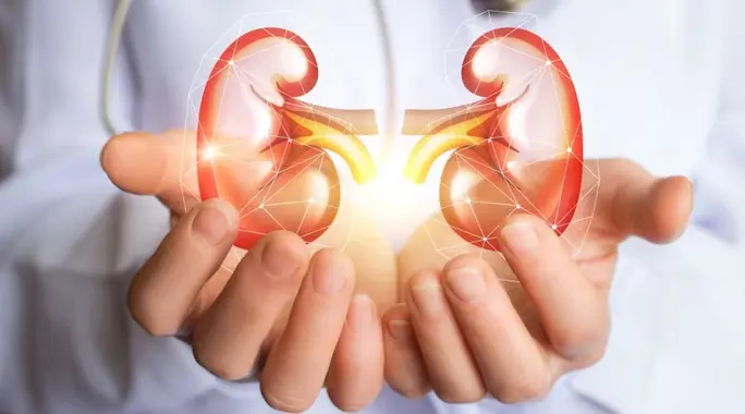 علاج ضعف وظائف الكلى: خطوات فعالة لاستعادة صحة الكلى وحيويتها