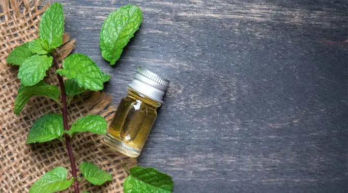 زيت النعناع: هل أضراره أكثر من فوائده؟ دليل شامل للاستخدام الآمن