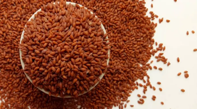 أضرار حب الرشاد: كل ما تحتاج معرفته لتجنب مخاطره الصحية