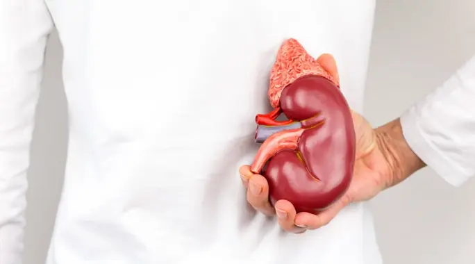 متى يُسمح بالجماع بعد زراعة الكلى؟ دليل شامل لعودة آمنة لحياتك الجنسية