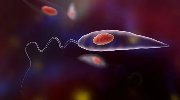 Is Leishmaniasis Contagious? Understanding Its Spread, Symptoms, and Prevention