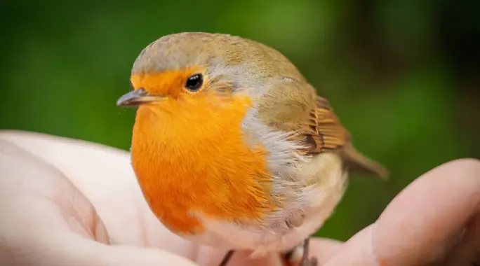 فوبيا الطيور (Ornithophobia): فهم، أسباب، أعراض، وعلاجات فعّالة للخوف من الطيور