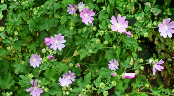 Discover the Remarkable فوائد الخبيزة للرجال: A Comprehensive Guide to Mallow&#8217;s Health Benefits