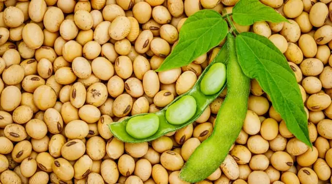 استخدامات فول الصويا المتعددة: دليلك الشامل لفوائده المدهشة!