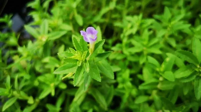 عشبة الروحب (Limnophila Aromatica): دليلك الشامل لفوائدها المذهلة واستخداماتها