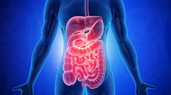 إلى أين يتجه الطعام بعد هضمه جزئيًا في المعدة؟ اكتشف رحلته المذهلة!