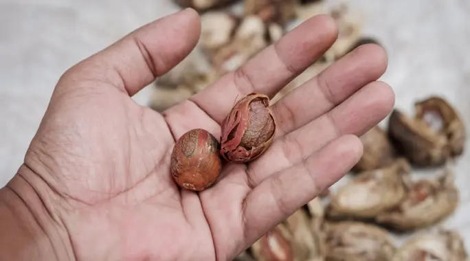 جوز الطيب للرجال: اكتشف 4 فوائد مذهلة لصحتك الجنسية والأداء!