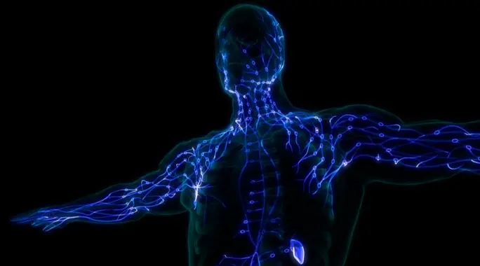 اكتشف أهمية وظيفة الجهاز اللمفاوي: حارس جسمك الخفي